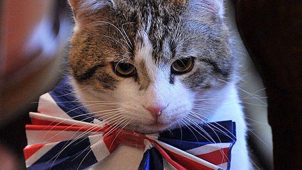 Cat Larry, the 10 Downing Street cat, sits on a chair wearing a British Union Jack bow tie ahead of the Downing Street street party, in central London, on April 28, 2011. Downing Street will hold a street party tomorrow to celebrate the royal wedding of B 