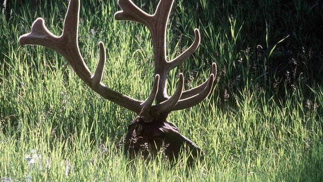 Police: Md. men pilfer antlers from Pa. NRA event 