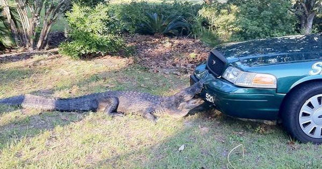 Alligator bites Fla. police car, holds on CBS News