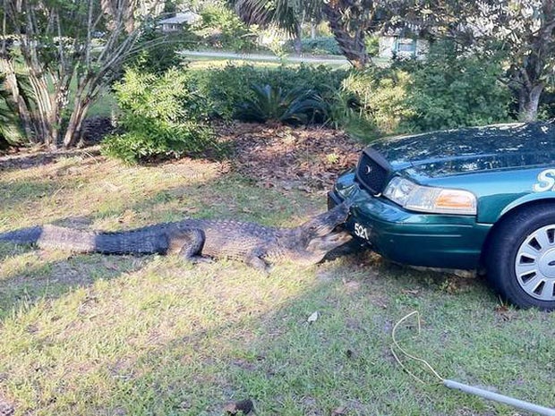 Alligator bites police car, holds on 