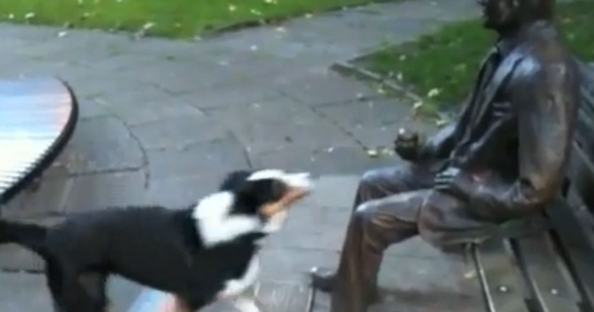 LOL Dog tries to play fetch with statue CBS News