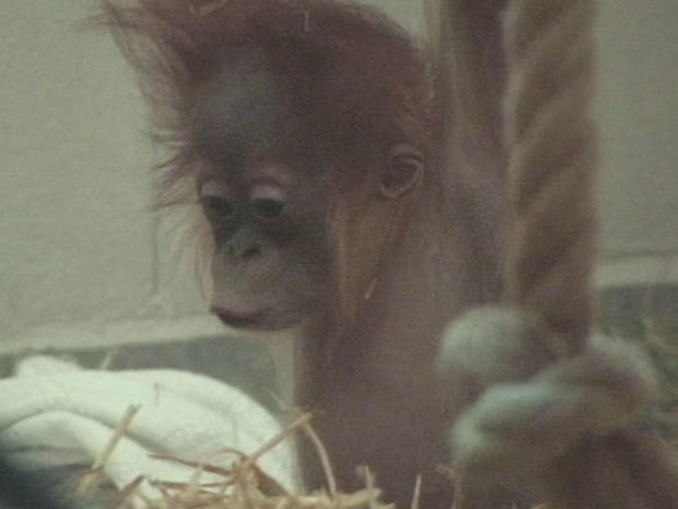 baby-orangutan 