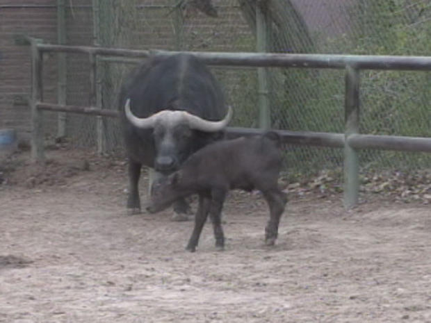 baby-cape-buffalo 