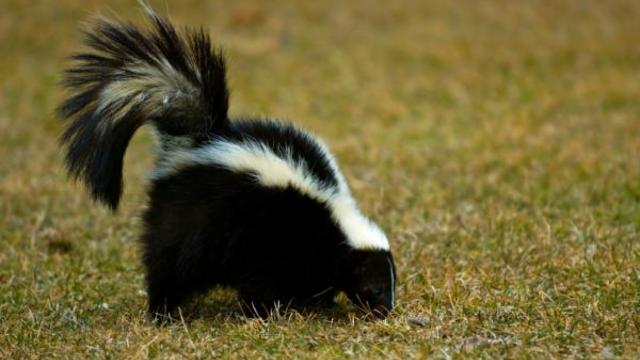 skunk.jpg 
