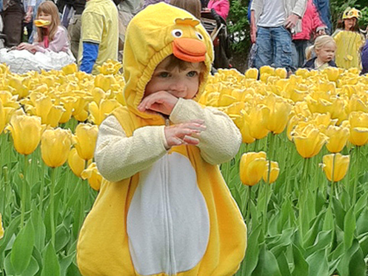 Families Come Out For Duckling Day Parade In Boston CBS Boston