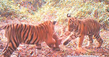 Endangered tiger cubs caught frolicking on video - CBS News