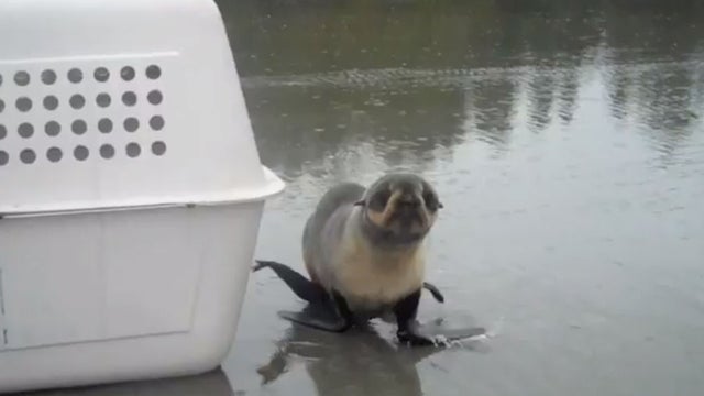 baby seal 