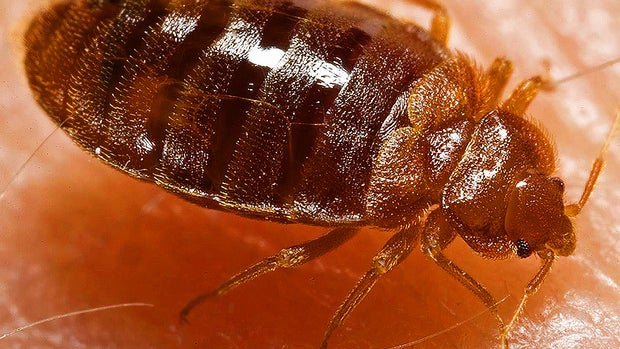 Yikes! Bedbugs!! 15 best bug-busting tips for travelers