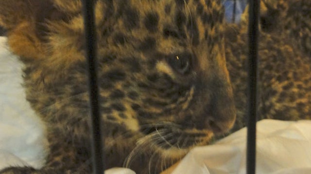 Baby leopard confiscated at Thai airport 