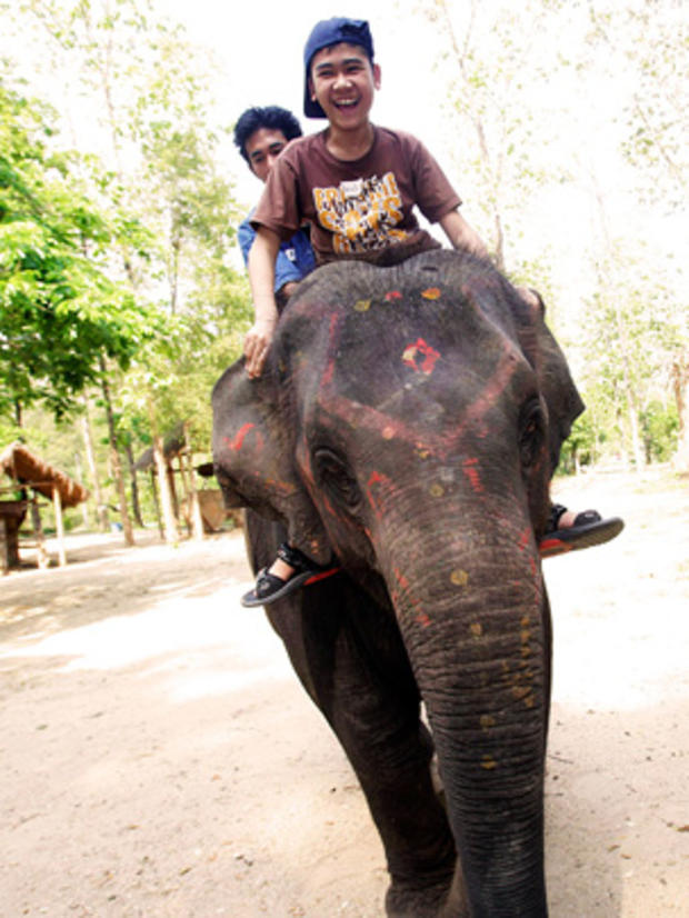 elephants, autism, thailand, therapy 
