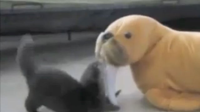 otter vs stuffed walrus 