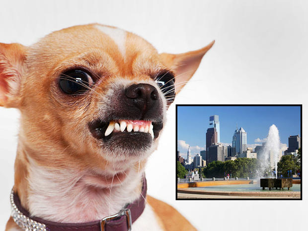 dog bites, dogs, cities, philadelphia 