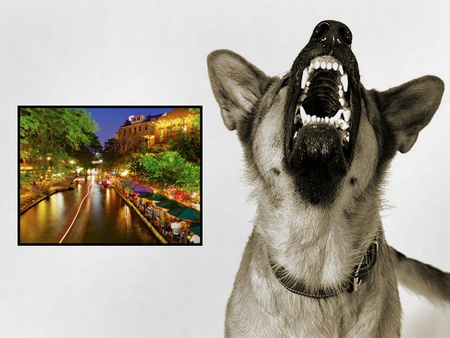 dog bites, dogs, cities, san antonio, texas 