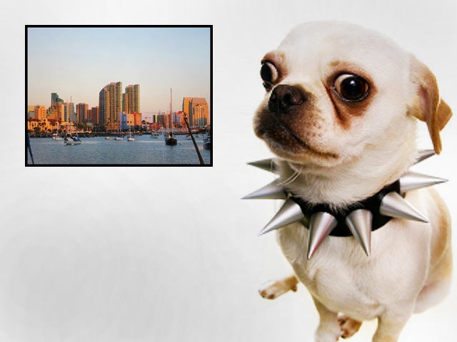 dog bites, dogs, cities, san diego, california 