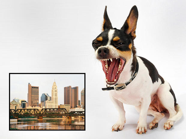dog bites, dogs, cities, columbus, ohio 