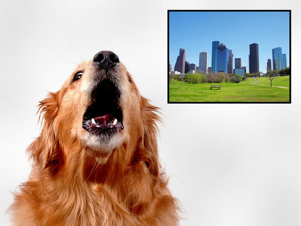 dog bites, dogs, cities, houston, texas 