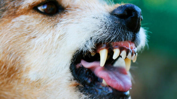Danger! 15 worst cities for dog attacks 