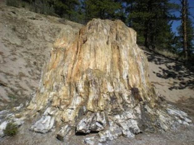 Florissant Fossil Beds National Monument 