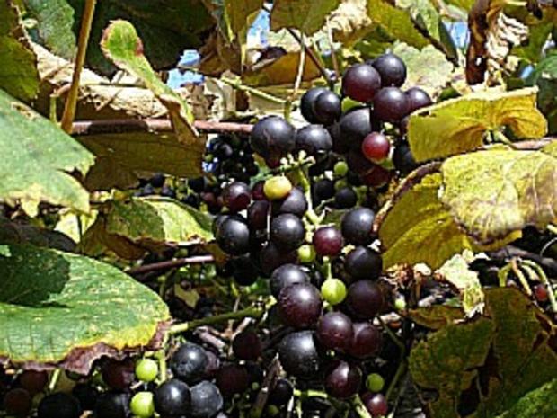 cape cod winery grapes 