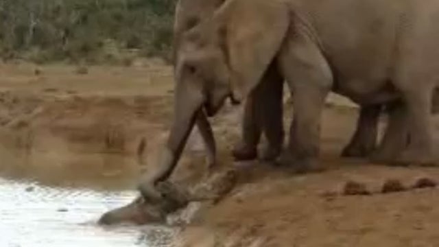 elephant save elephant 