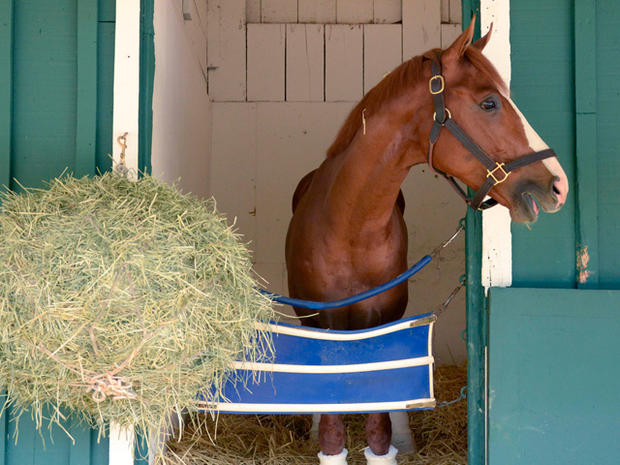 Shackleford stands in the Stakes Barn 