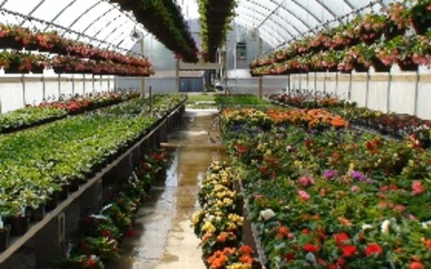 Telly's Greenhouse and Garden Center 