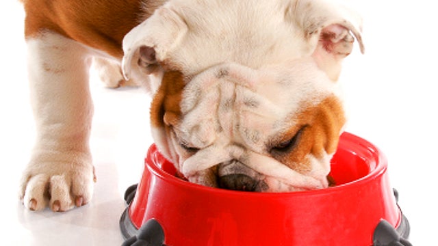 dog, pet, bowl, food, eating 