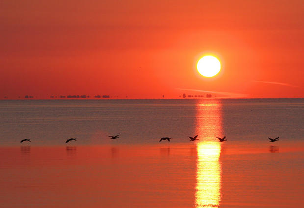 geese_sunset.jpg 