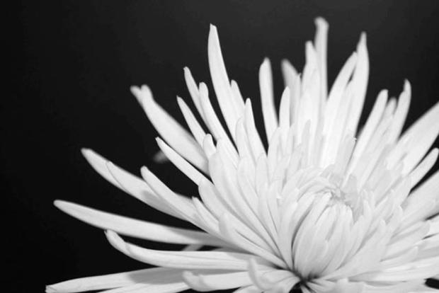 blackandwhite-flower_almondm1.jpg 