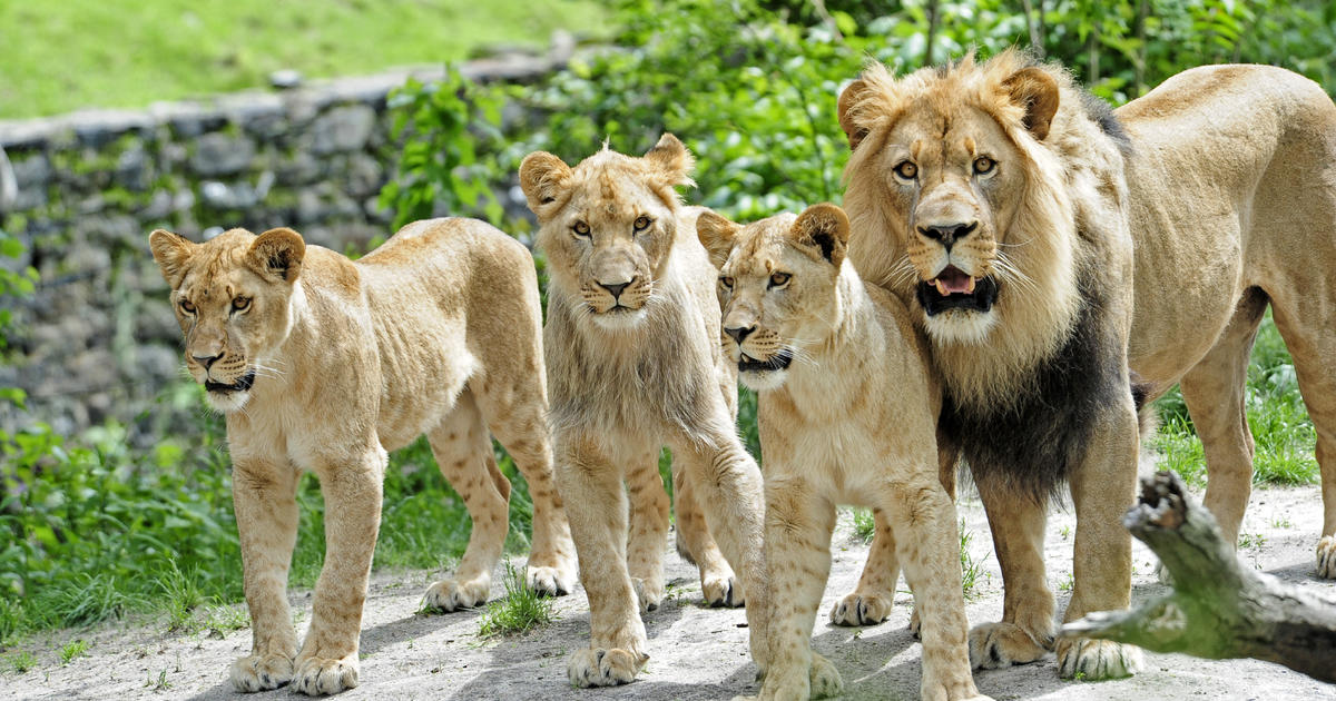 bronx zoo lions