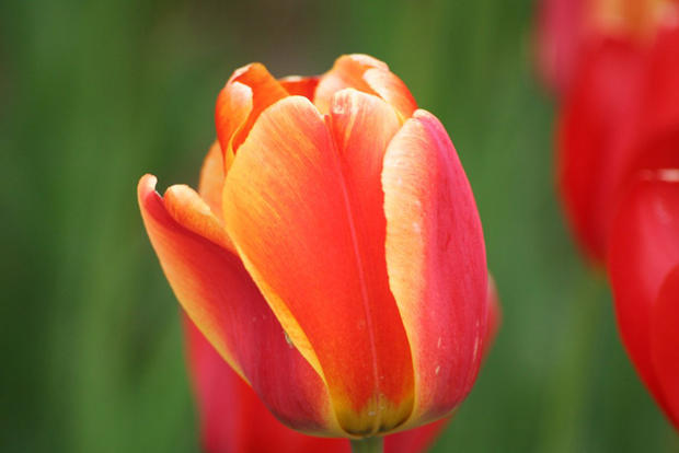 frankenmuth-tulip_kim-fischer.jpg 