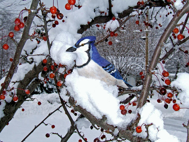 bluejay-in-winter_wsupulski.jpg 