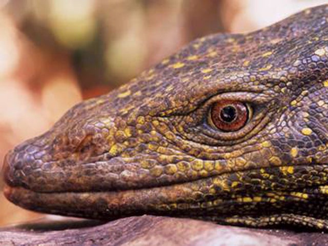 The top ten new species of 2010