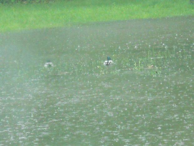 enjoying-a-wet-afternoon-in-a-flooded-livonia-park-5-25-11.jpg 