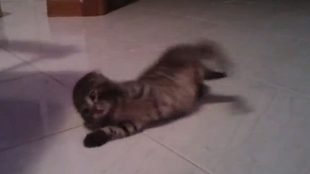 cat flip 