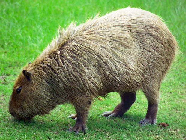 Capybara_Hattiesburg_Zoo_(70909b-42)_2560x1600.jpg 