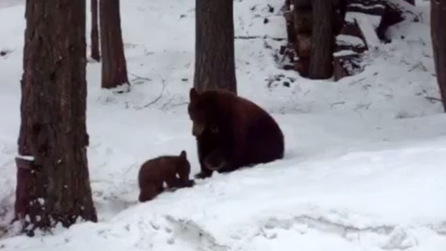 mama bear and cub 