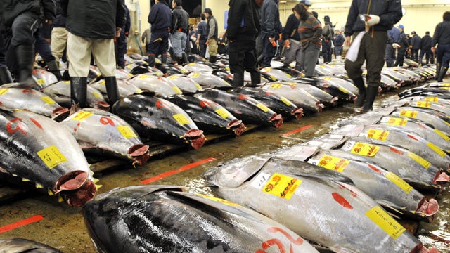 bluefin_tuna_107872703_fullwidth.jpg 