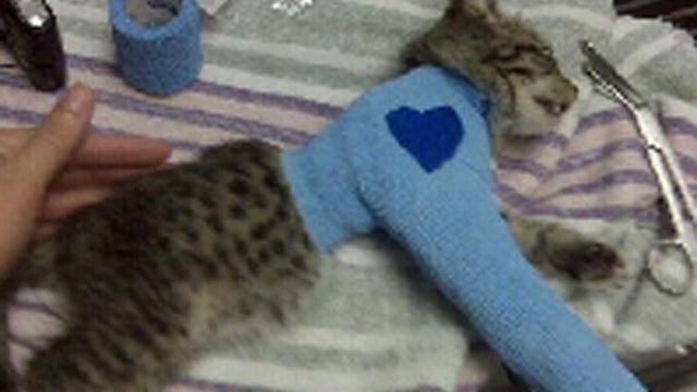 abused_kitty.jpg 