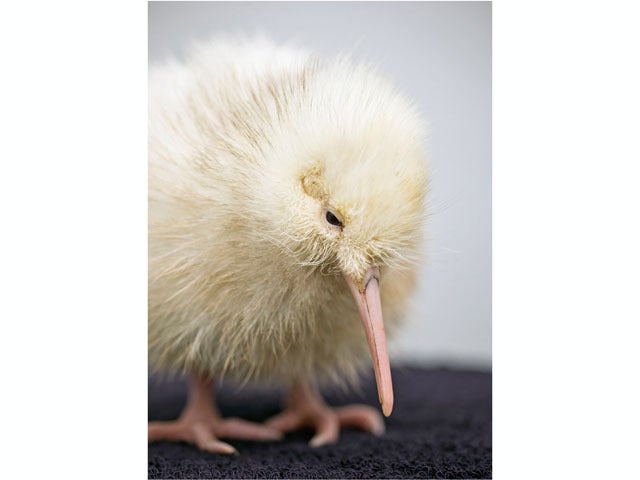 New hope for endangered species