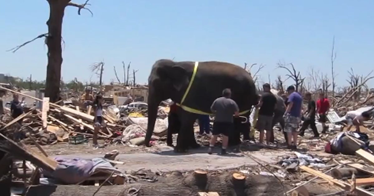 Elephant assists in Joplin tornado disaster cleanup CBS News