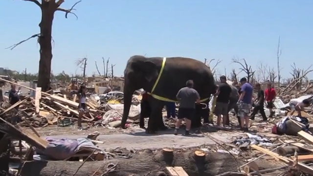 Elephant_In_Joplin_copy.jpg 