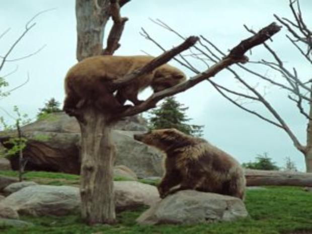 Bears In Tree At Minnesota Zoo 