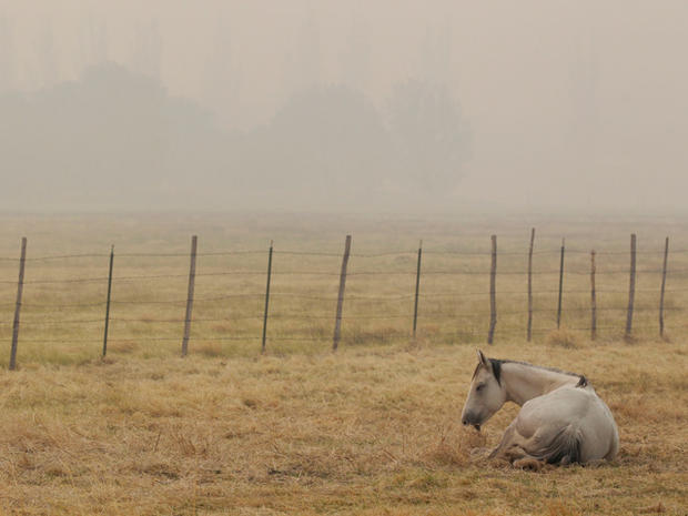 A horse sits in a smoke-filled field 