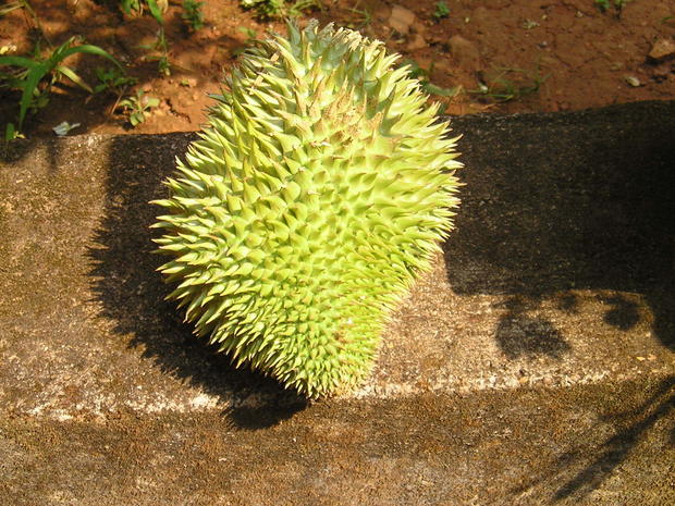 Durian_Wikimedia_Tvjeevaraj.JPG 