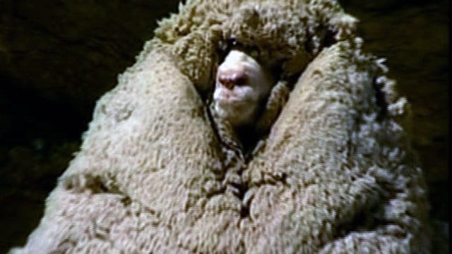 sheep_607.jpg 
