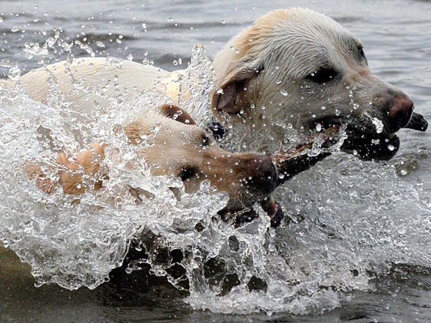 two Labrador Retriever splash around 