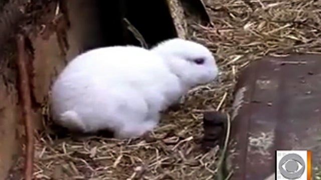 Earless bunny supposedly born near Fukushima Japan nuclear plant  