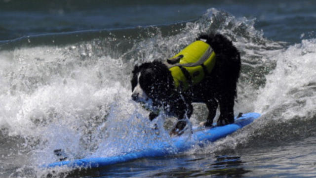 surfdog.jpg 