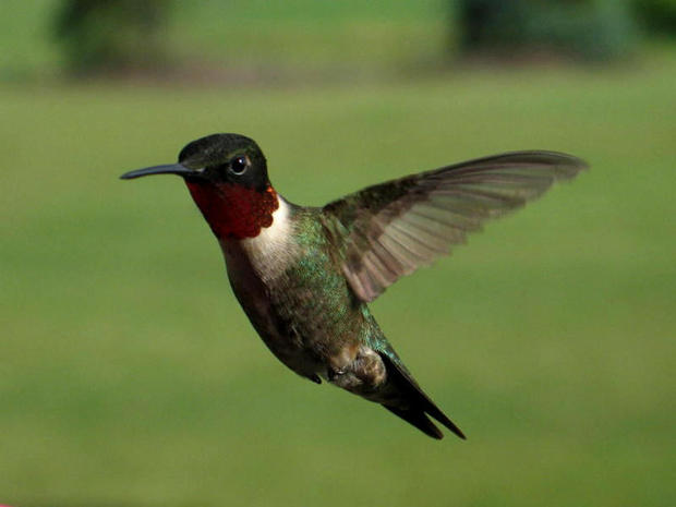 humingbird_lchen01.jpg 